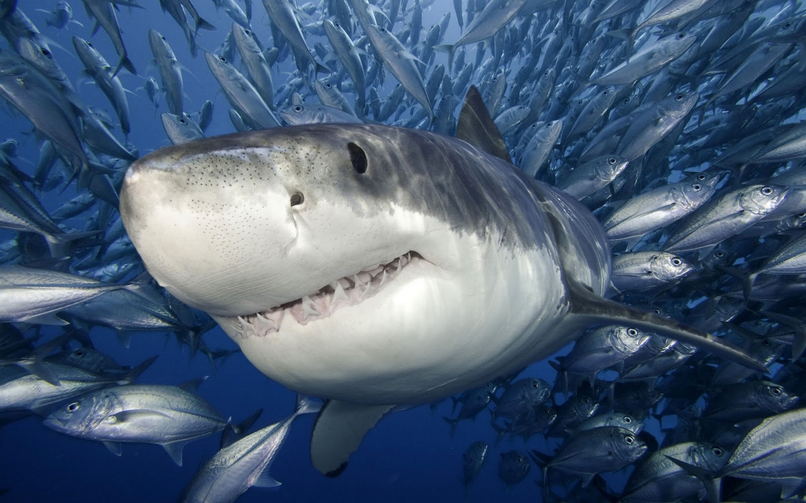 Shark Wallpaper HD Picture