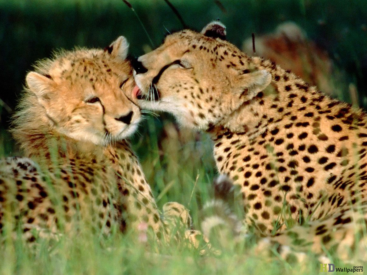 World Animal Day HD Cheetah Wallpaper