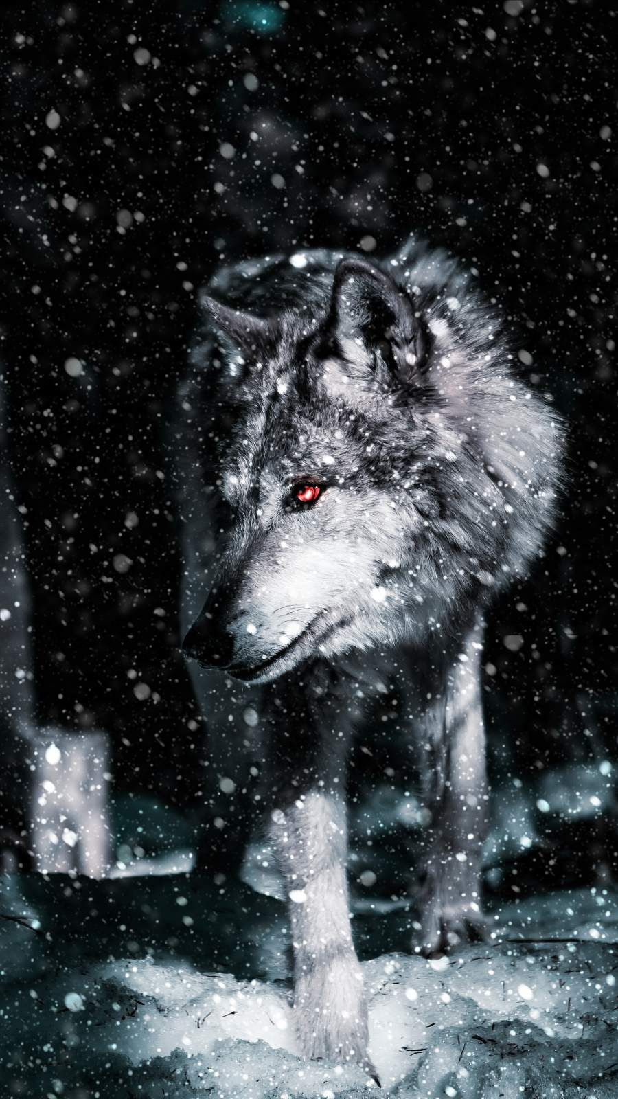 Alpha Wolf iPhone Wallpaper Photography