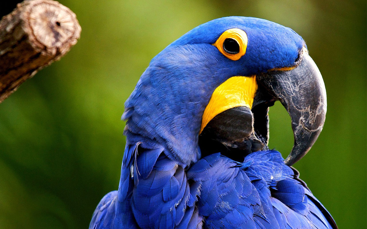 Parrots Large Size Close Up Wall Animal Wallpaper