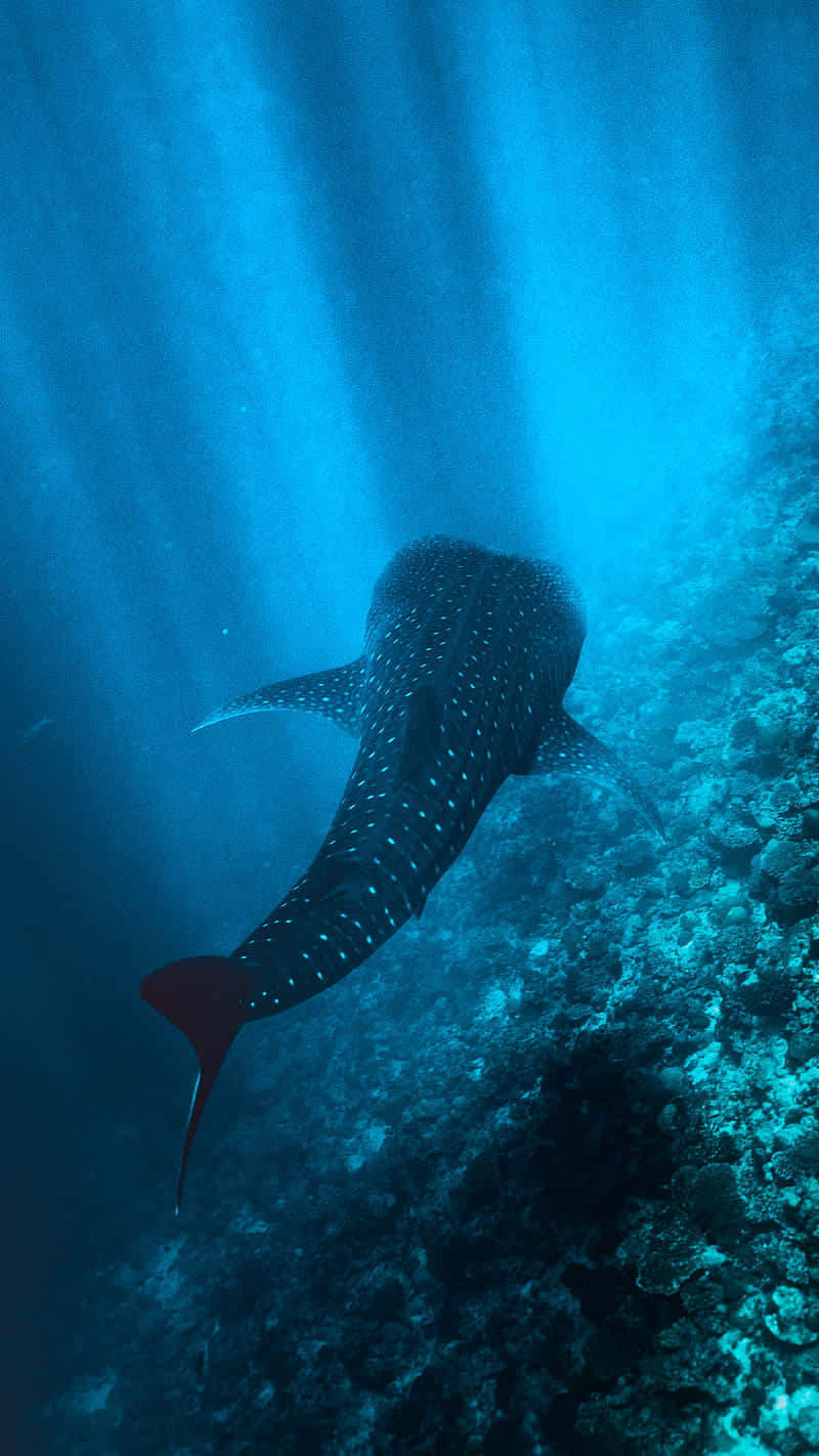 Unleash Your Inner Shark With The Edition Of iPhone Wallpaper
