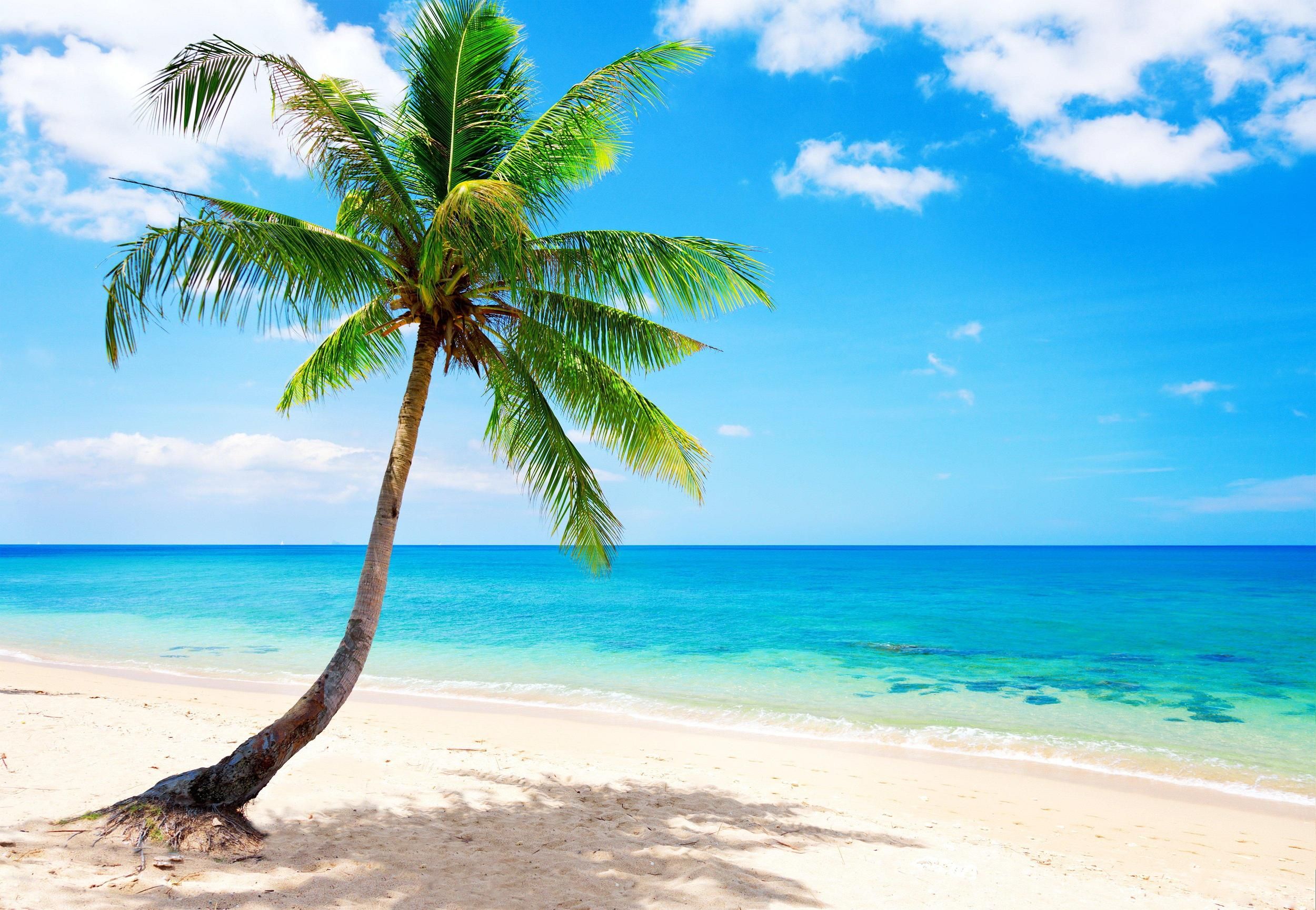 Palm Tree Beach Wallpaper
