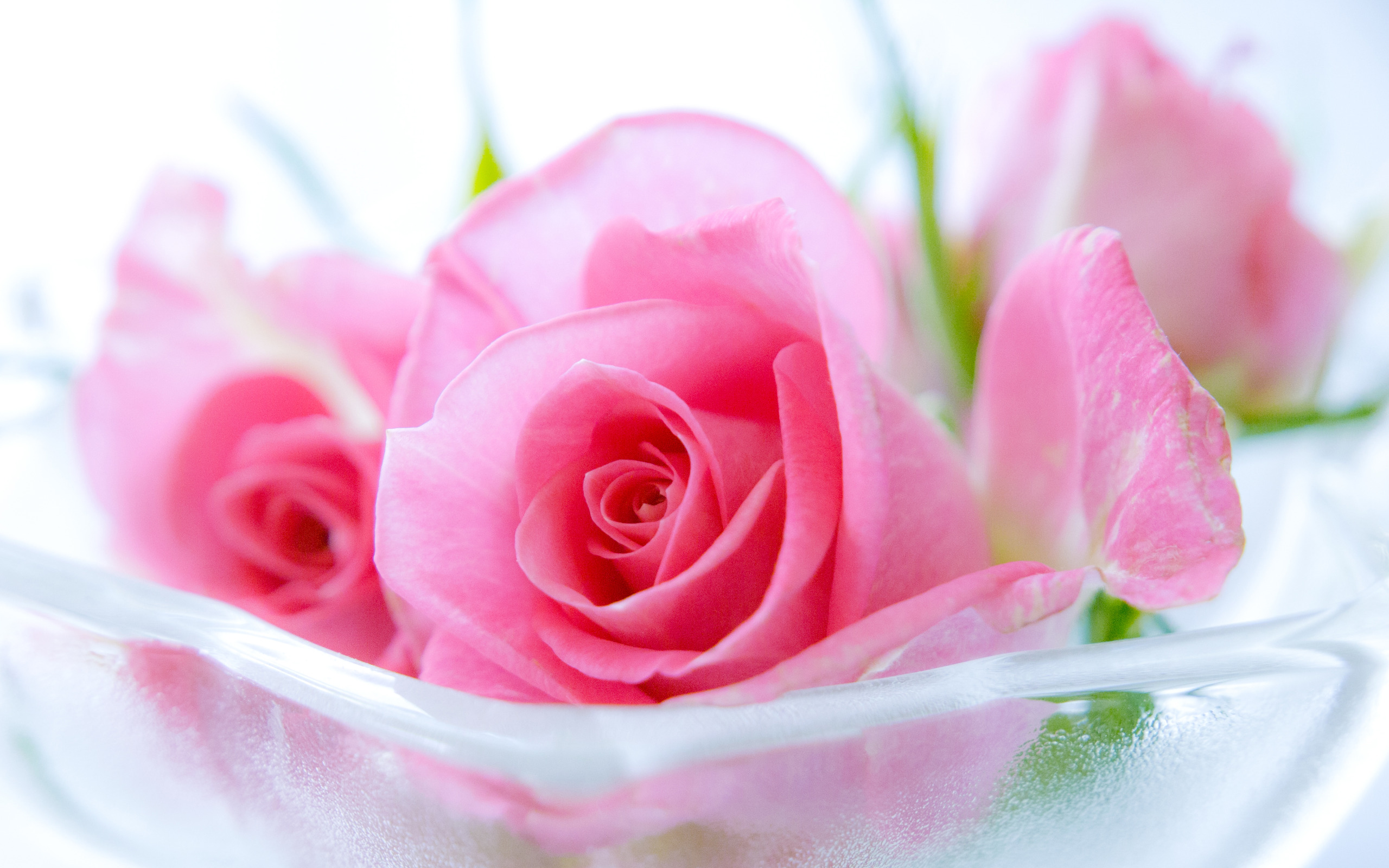Pink Roses Widescreen Wallpaper High Definition Quality