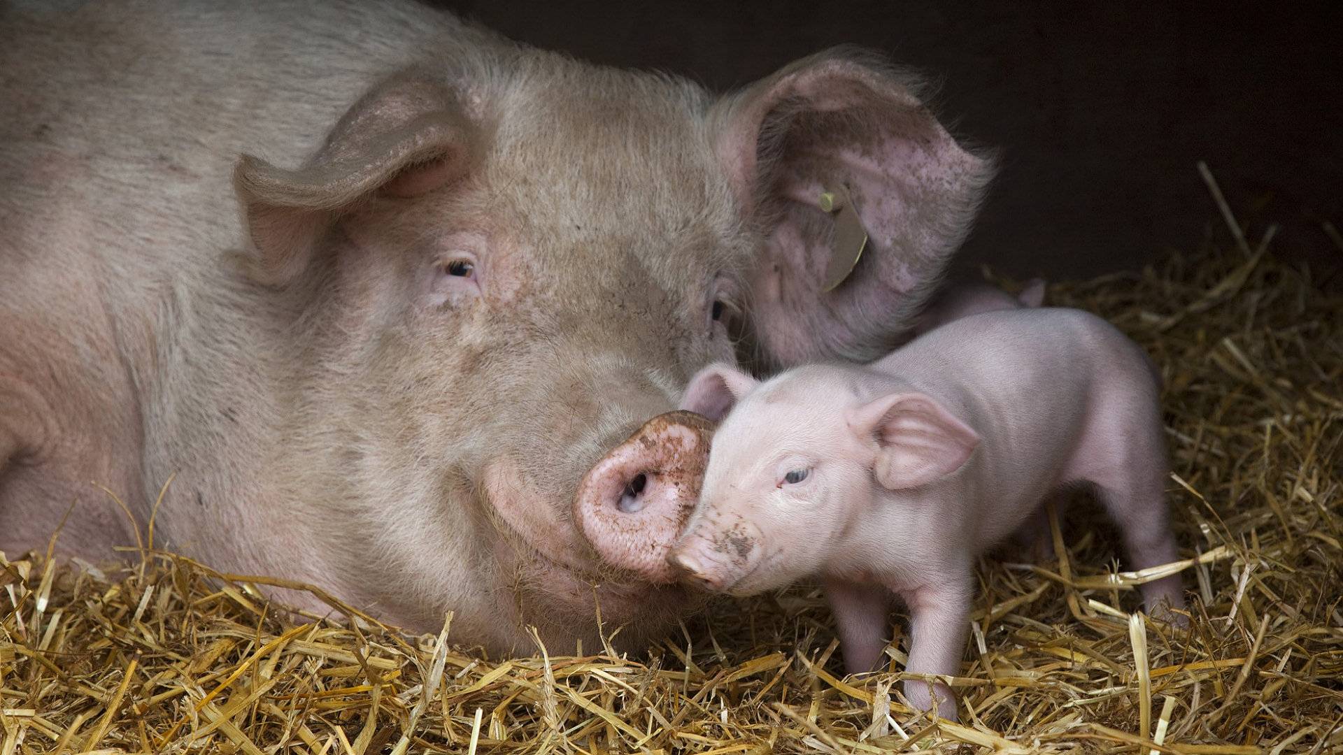Mother and baby pig   Animal Lovers Picture