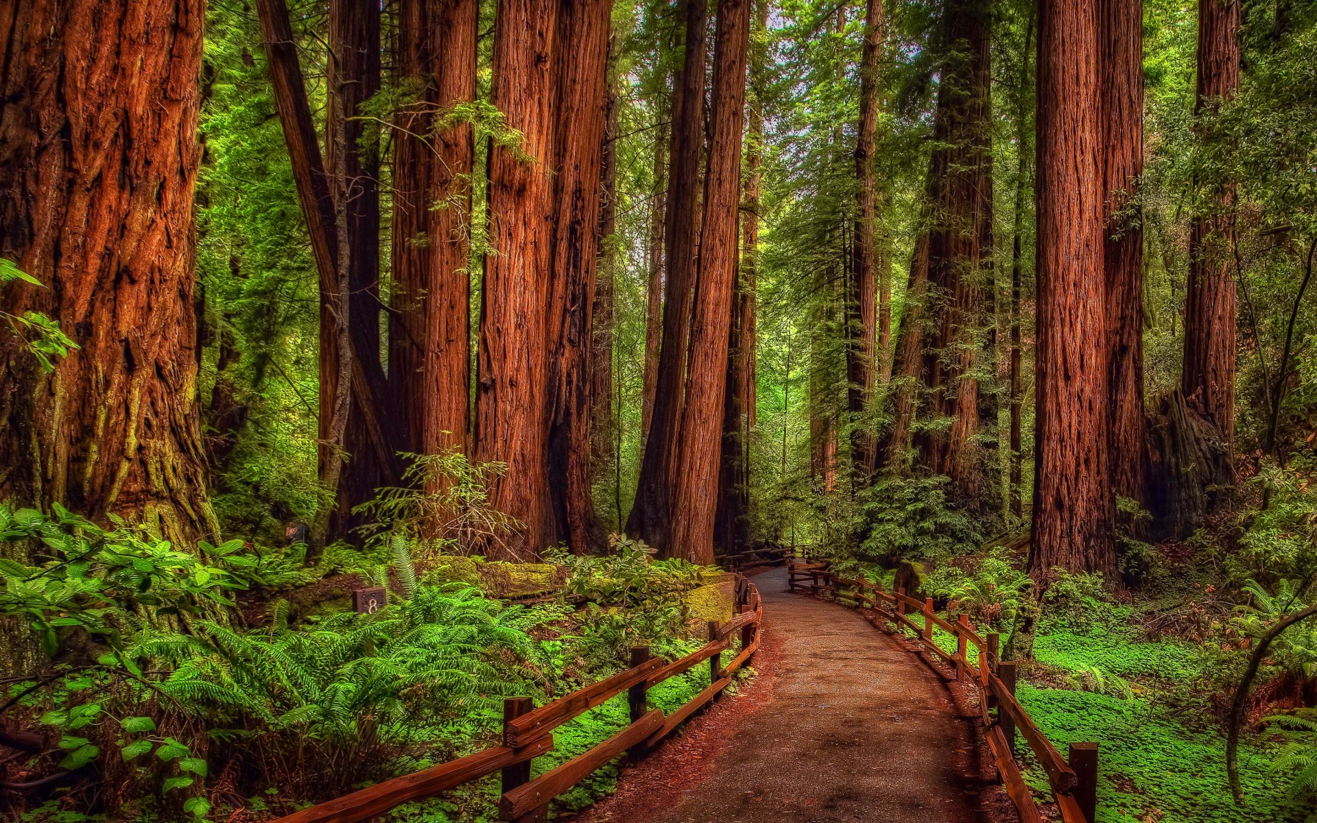 Redwood Forest Wallpaper Related Keywords Amp Suggestions