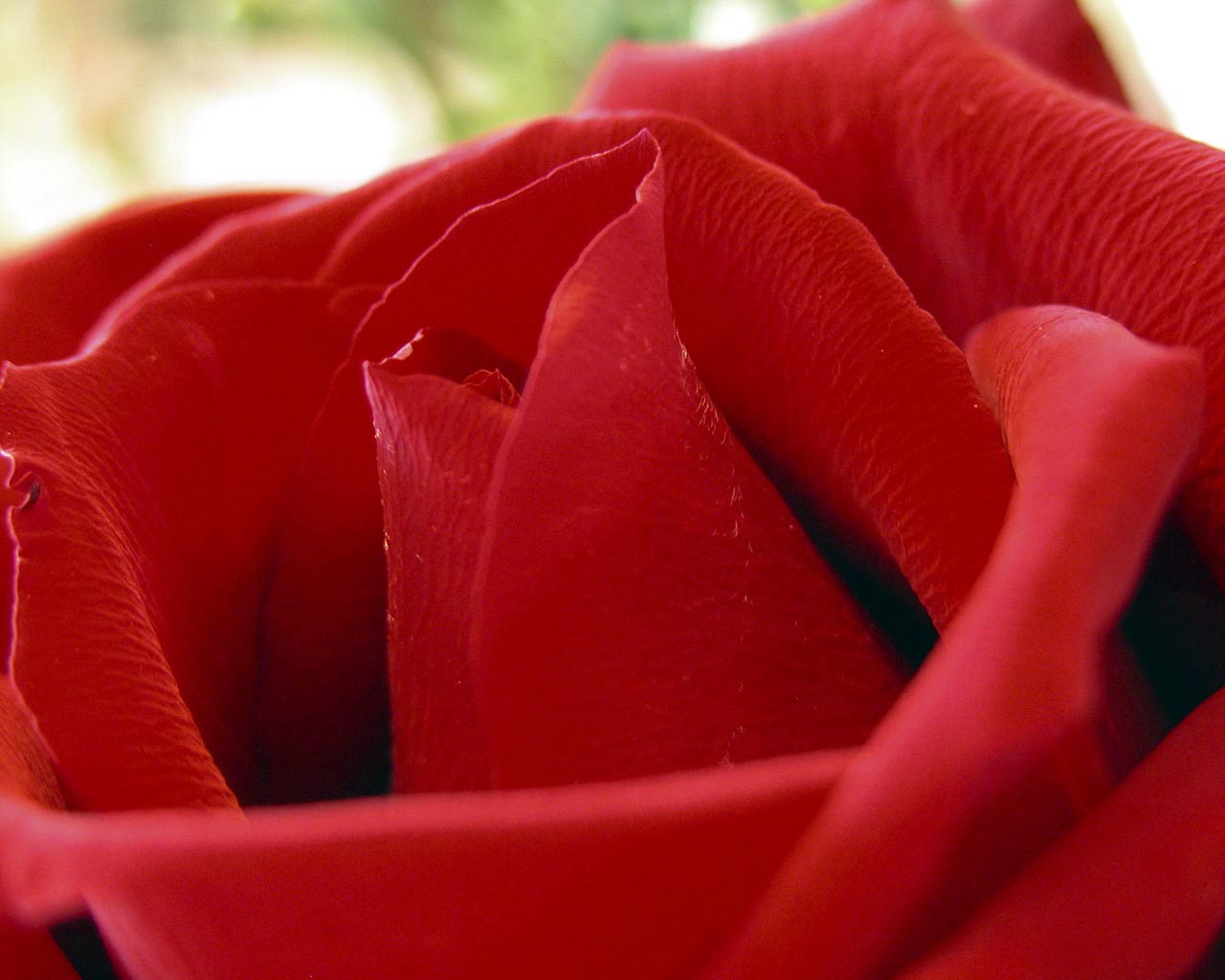 Red Rose Love Wallpaper
