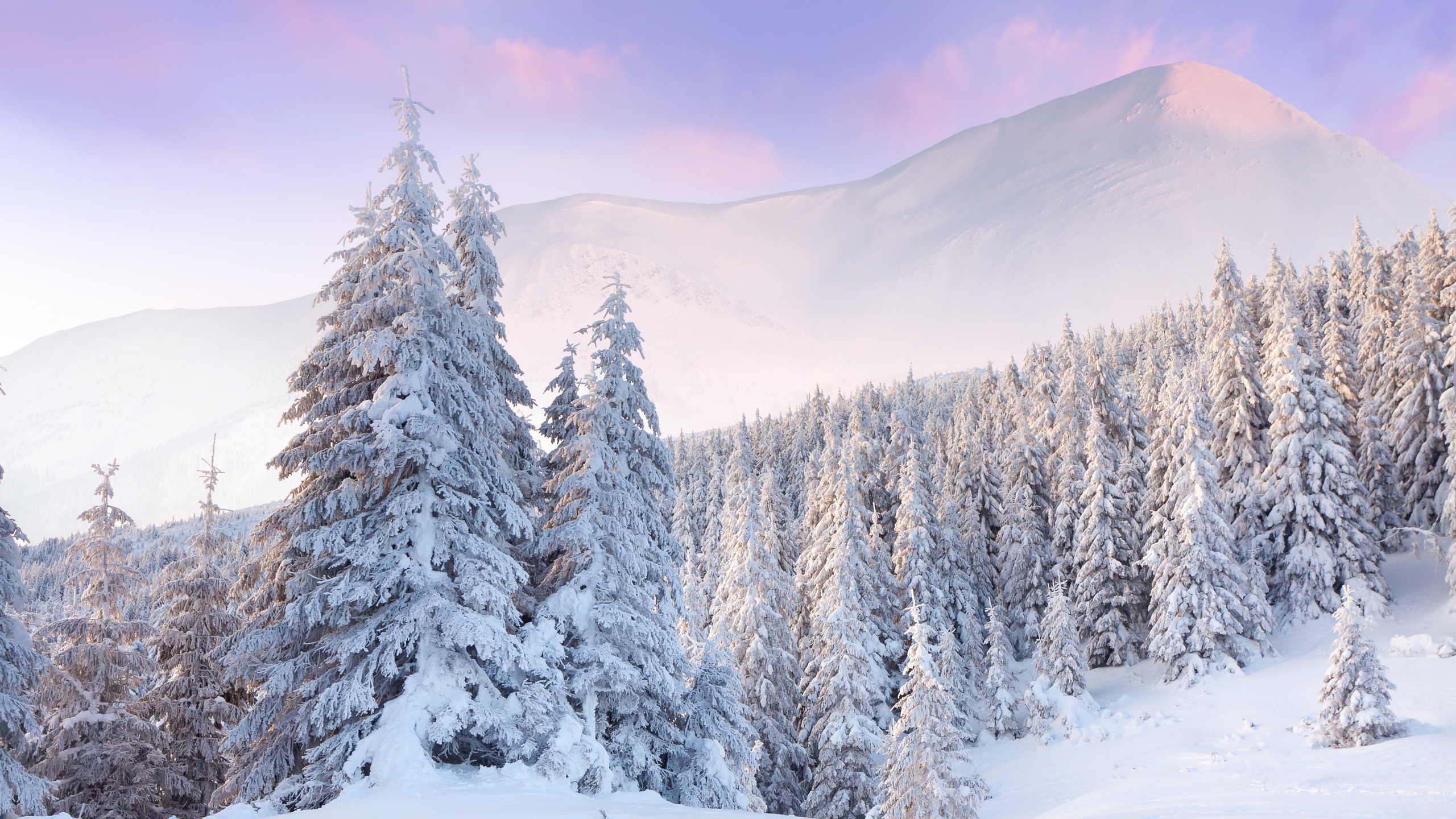 Winter Forest Wallpaper Image Photos Picture