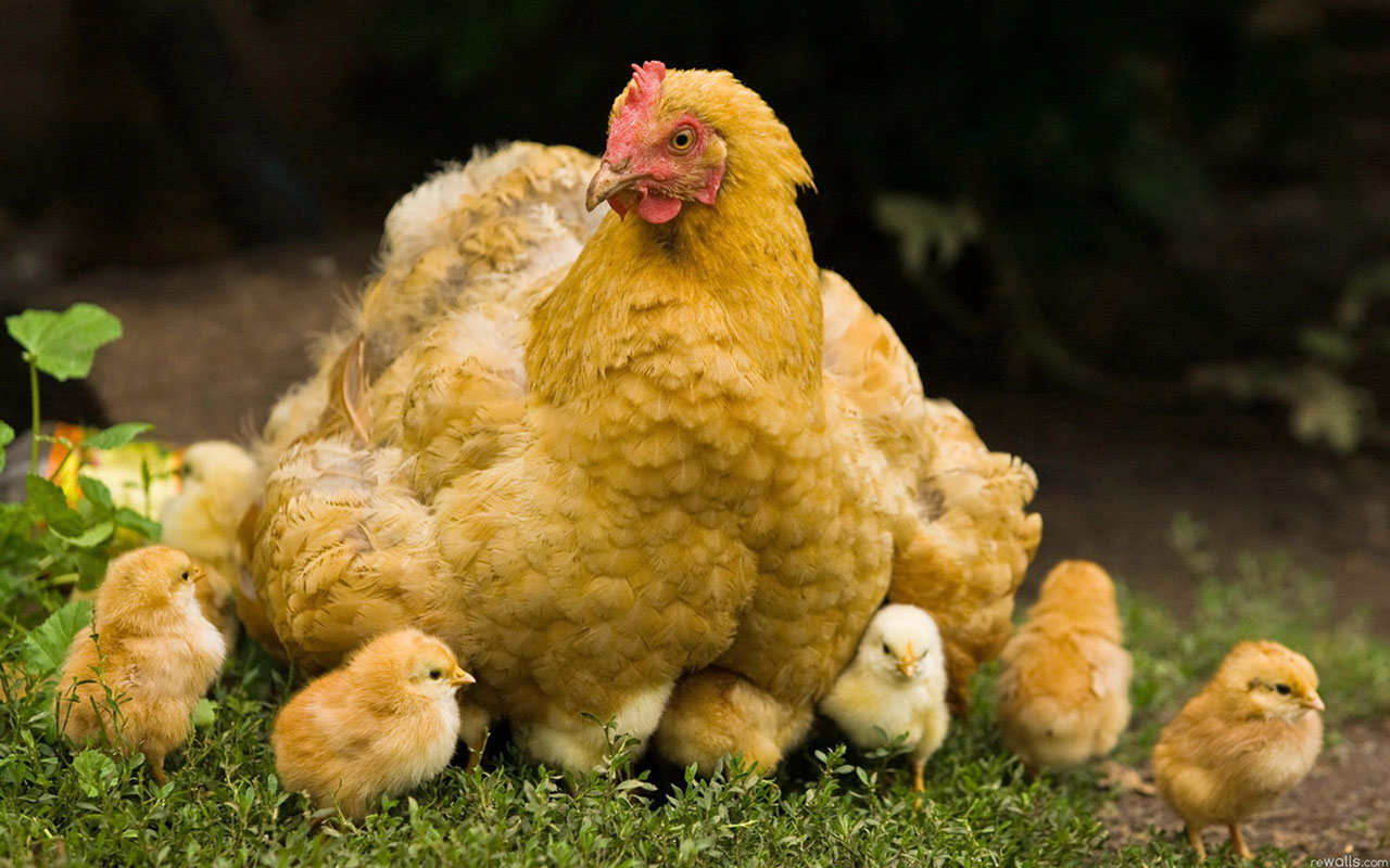 Green Grass Chicken Mother And Baby Chickens Animal Wallpaper