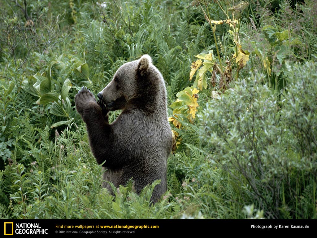 Grizzly Bear Picture Desktop Wallpaper