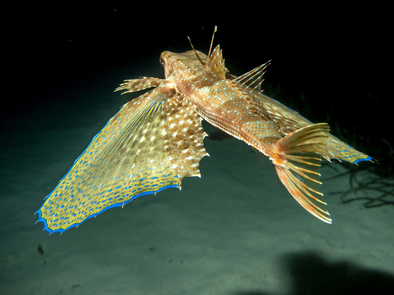 Vibrant Flying Gurnard Wallpaper