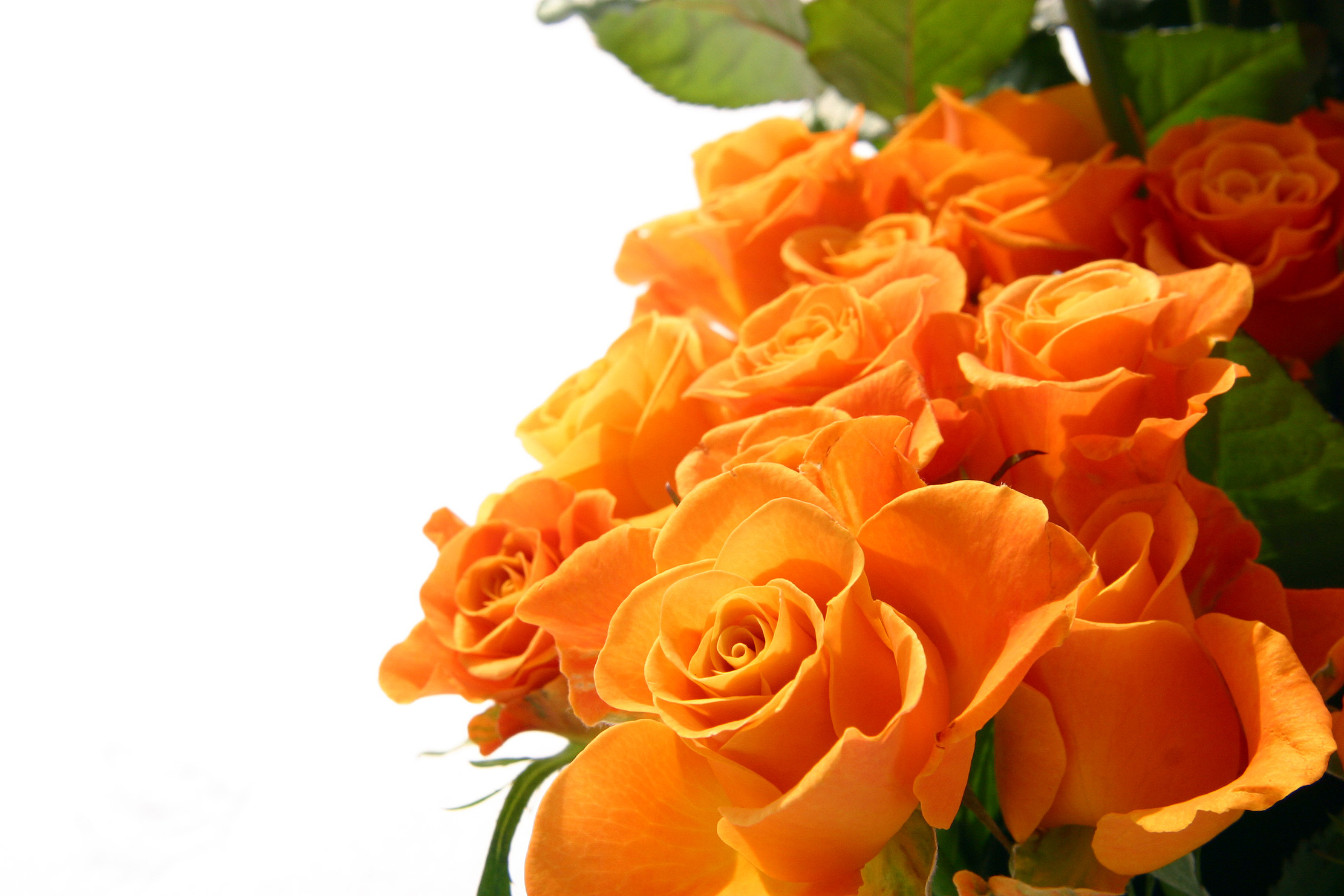 Rose Orange Flowers Wallpaper PNG Transparent best stock photos