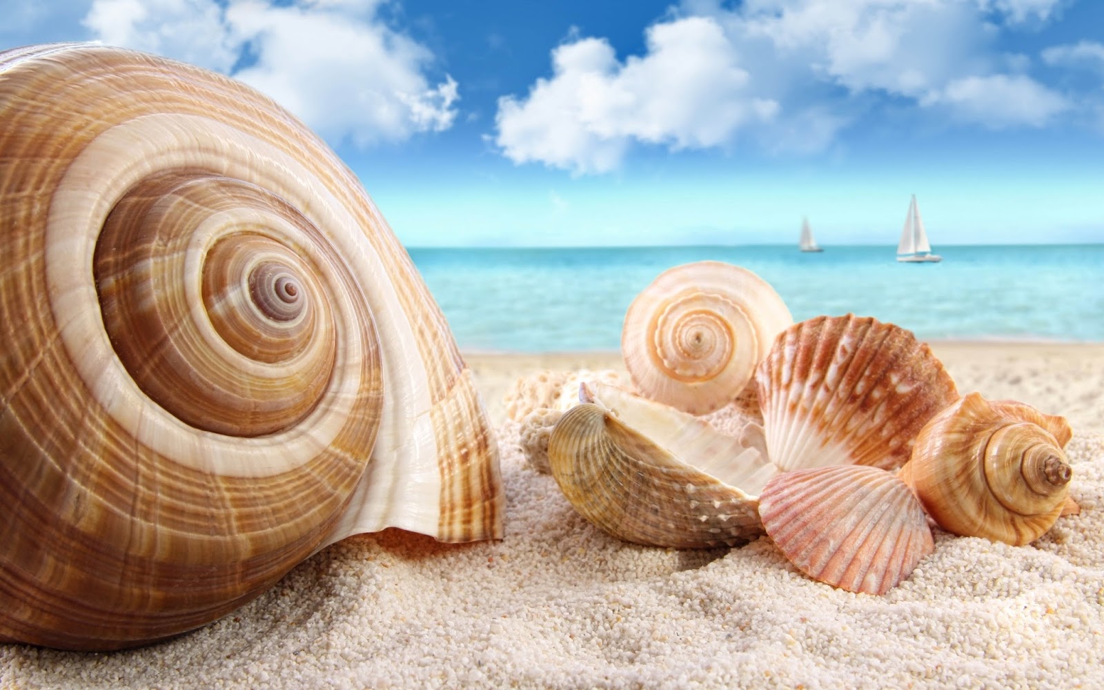 Widescreen Seashells Wallpaper Beautiful Image