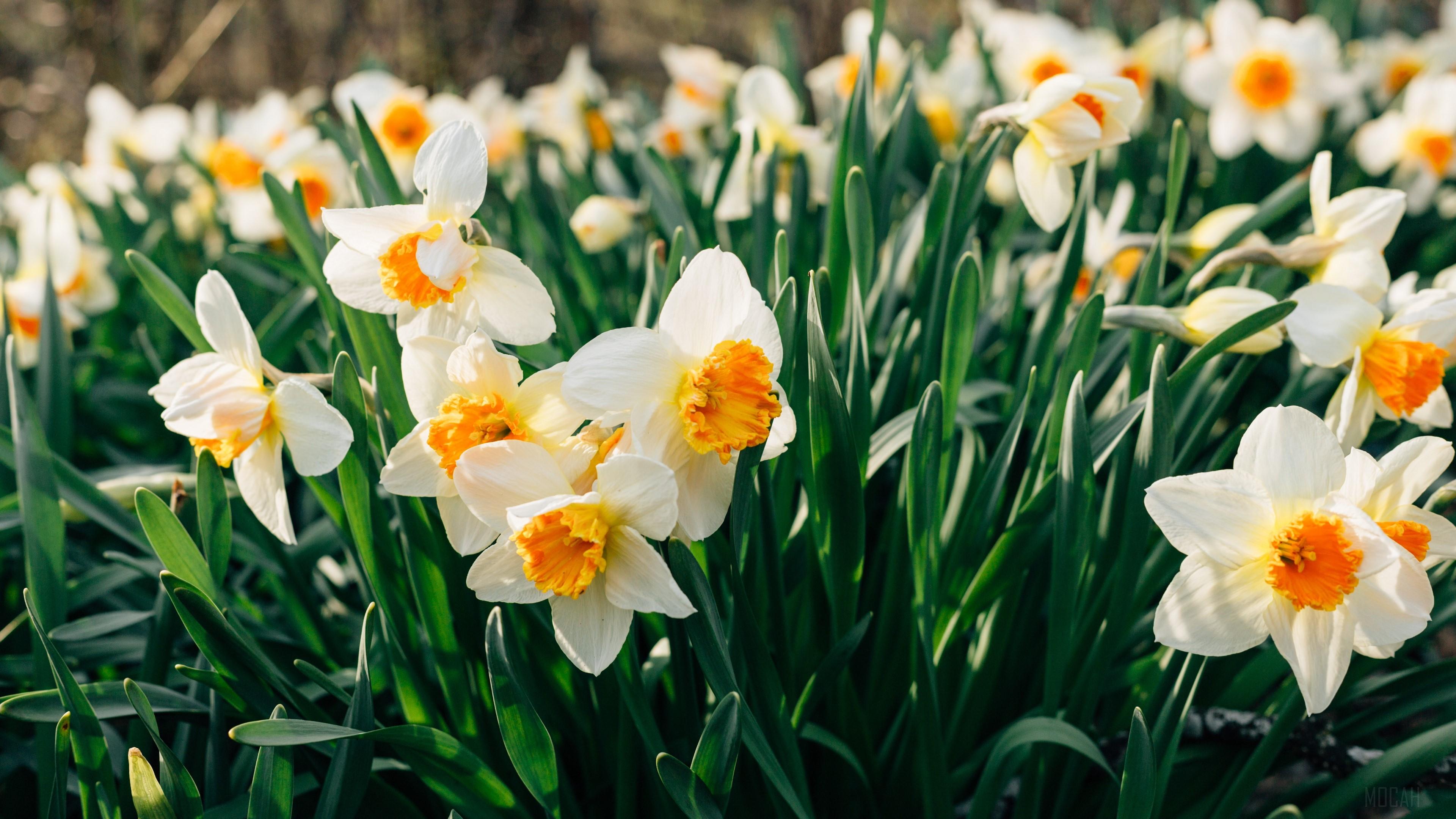 375505 daffodils flowers flower bed 4k   Rare Gallery HD Wallpapers
