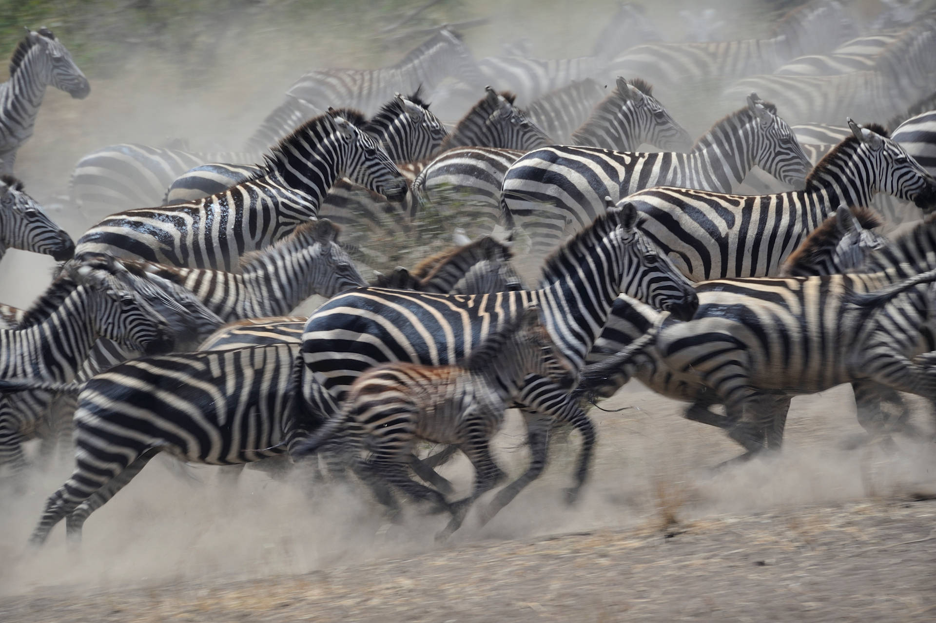 African Animals Wallpaper