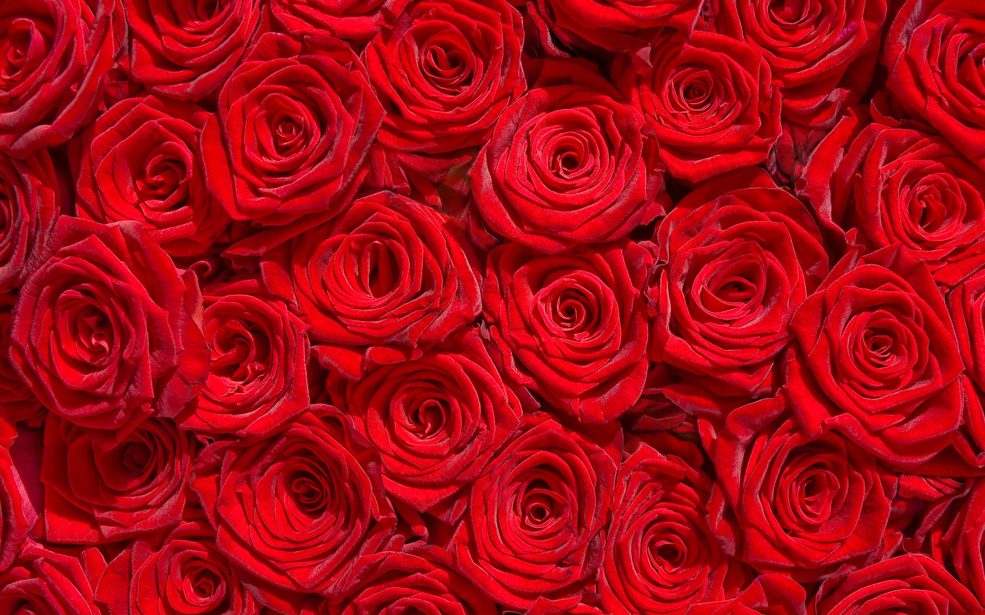 Vibrant Red Roses Wallpaper