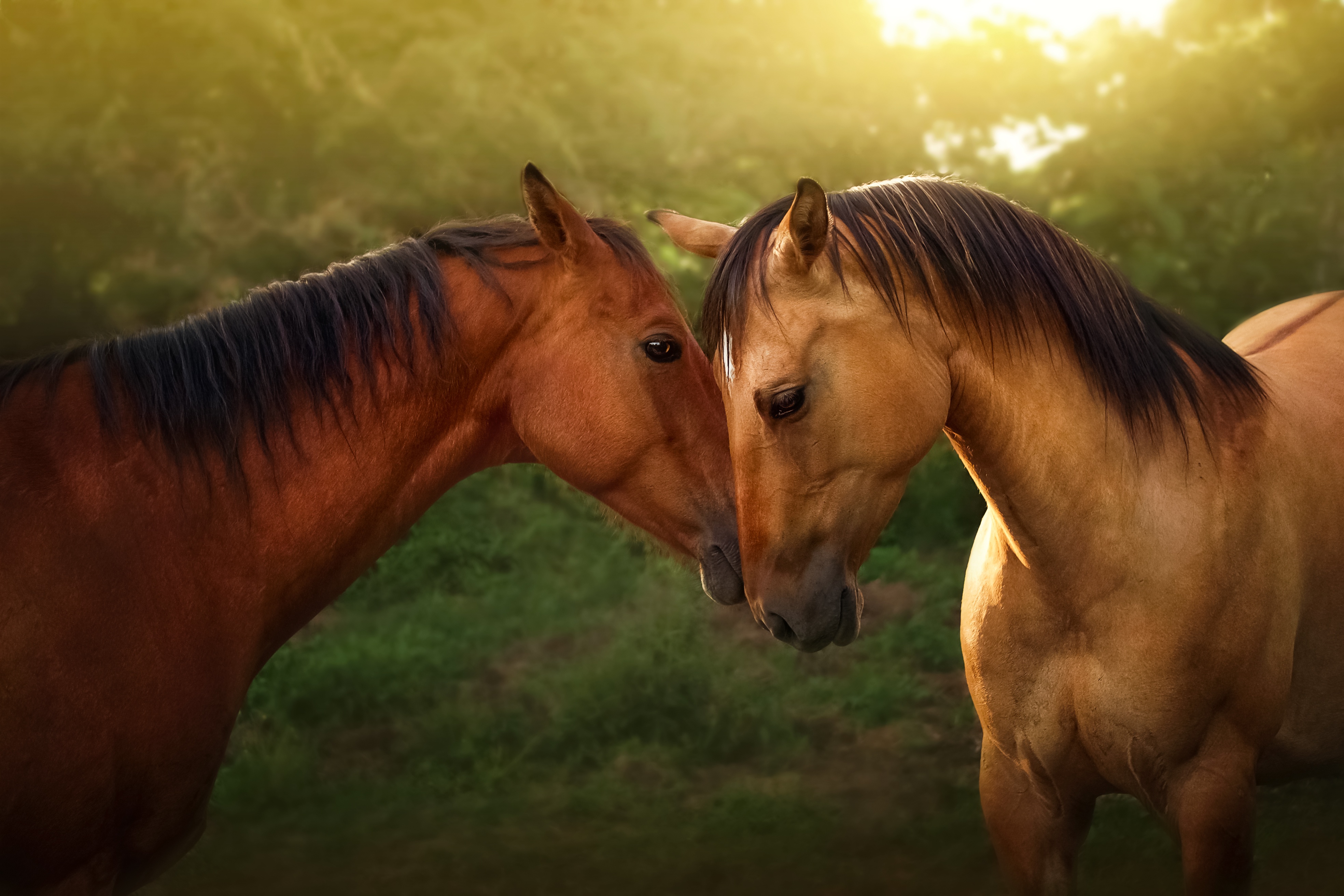 Two Horses Nuzzling in Golden Sunlight