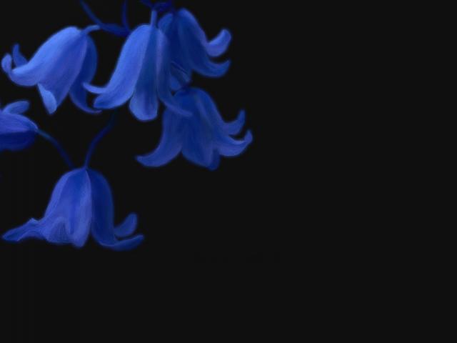 Black Background Blue Flowers Best Widescreen Awesome HD Wallpaper Of