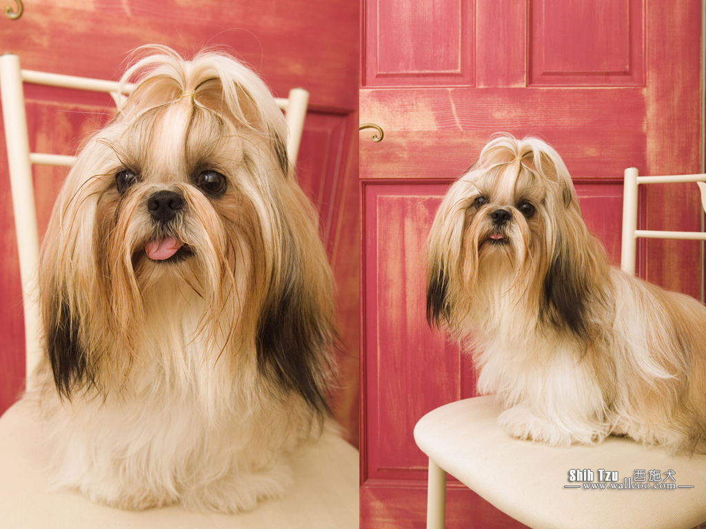 Shih Tzu Puppy Photos Dog Wallpaper No Desktop
