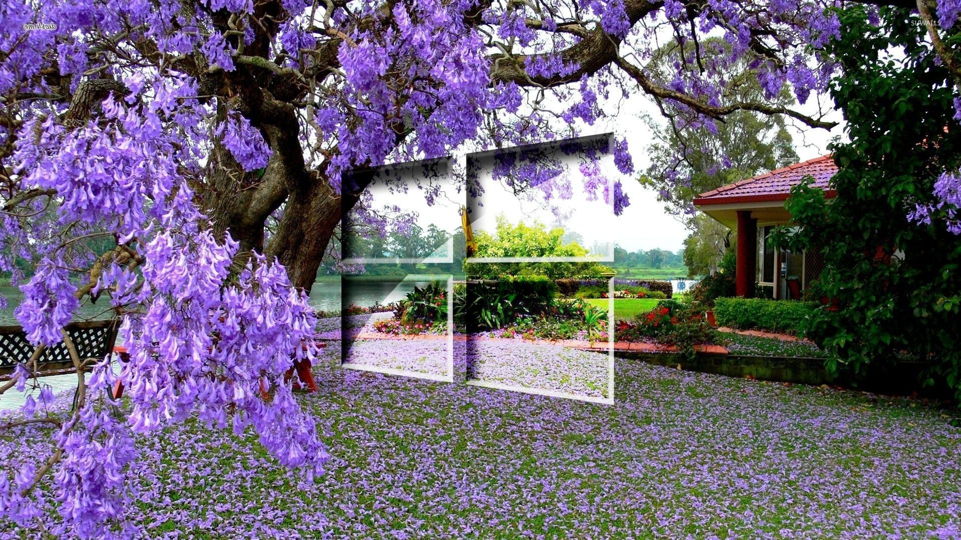 Windows 10 on the purple blossoms wallpaper   Computer wallpapers