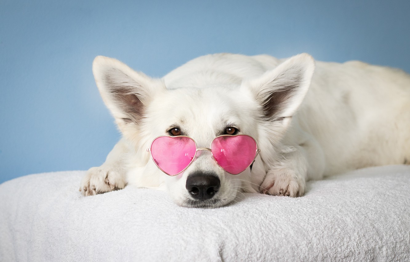 Wallpaper White Dog Glasses Lies Pink Rose
