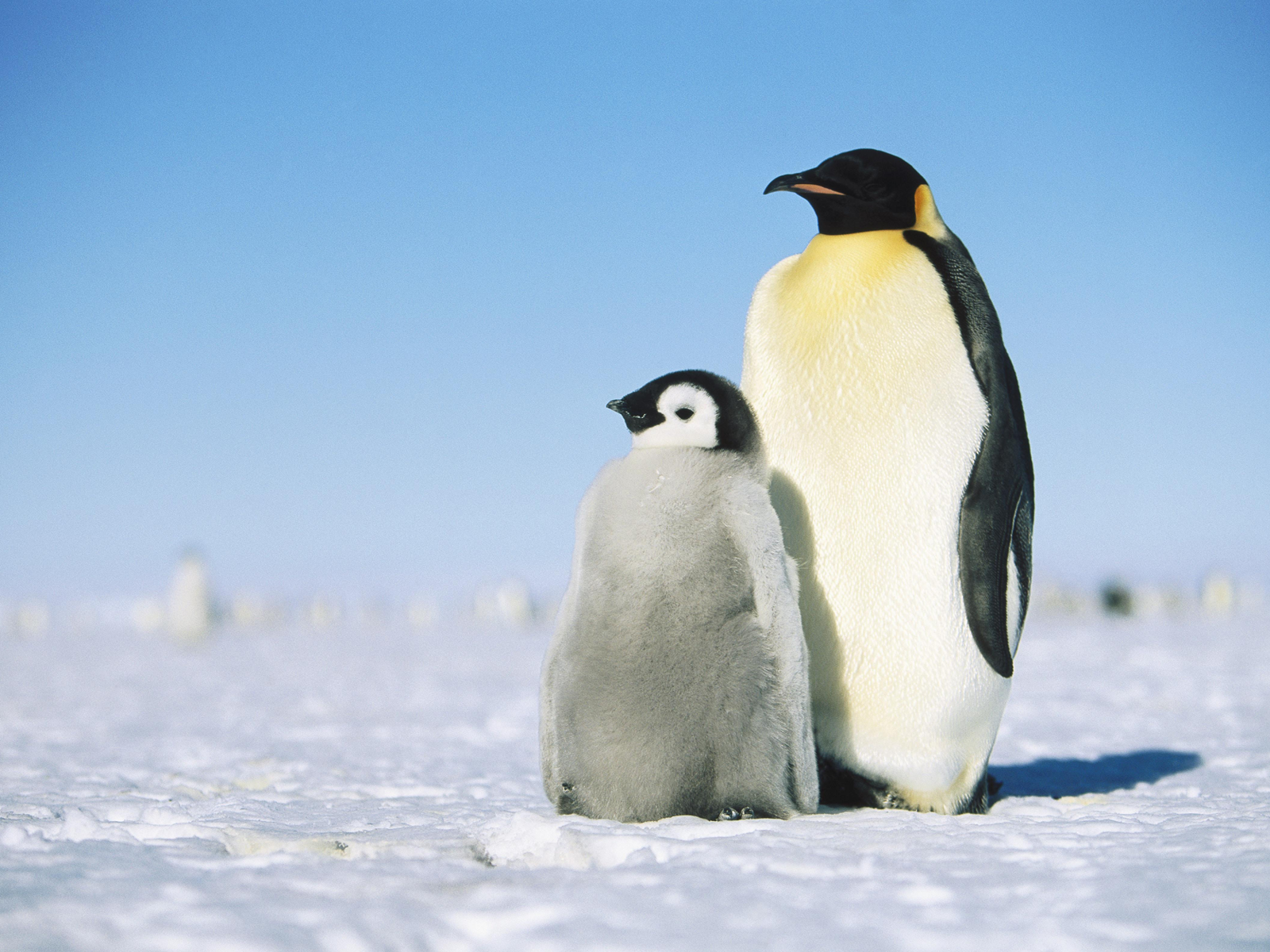 Emperor Penguin Cute And Cuddly Penguins Pictures