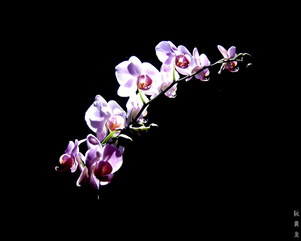 Nice Purple Orchid Flower HD Wallpaper