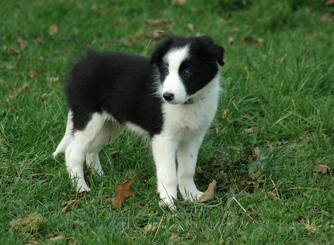 Border Collie Cute Puppies And Dogs Pictures Nice Wallpaper