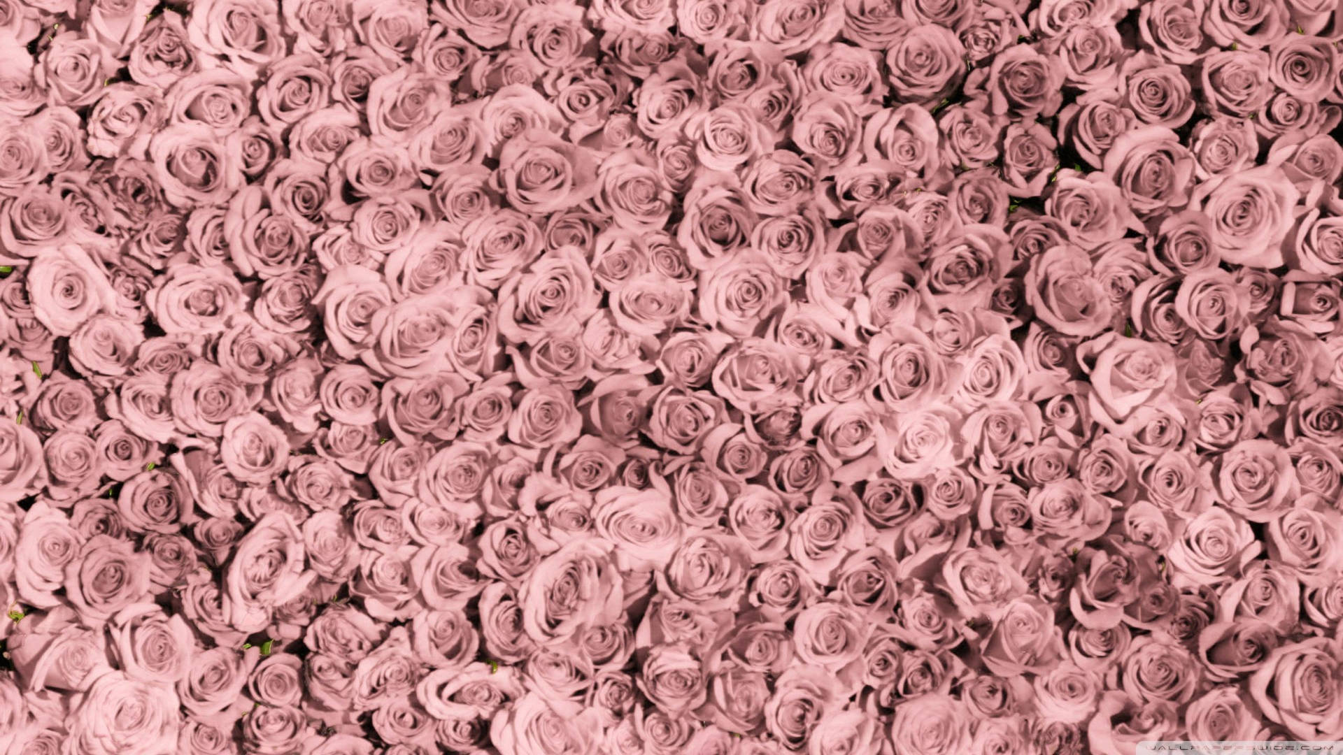 Rose Gold Aesthetic Wallpaper