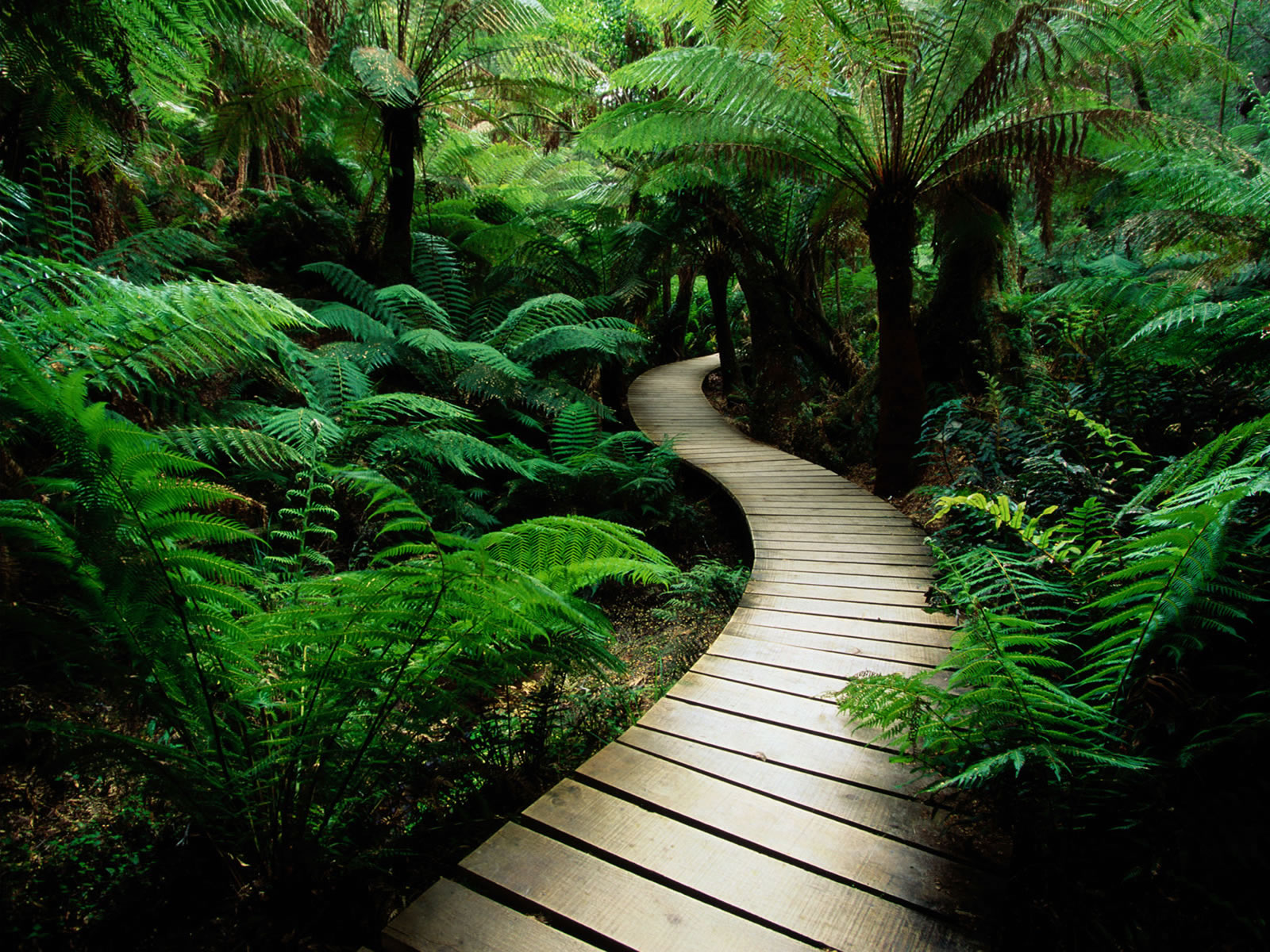 Tropical Forest Path Wallpaper X