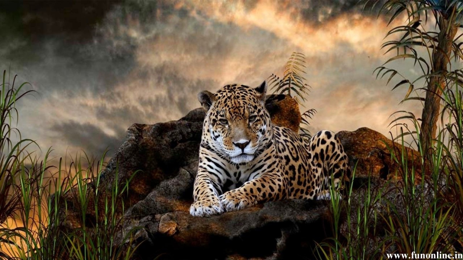 Jaguar Wallpaper Stunning HD For