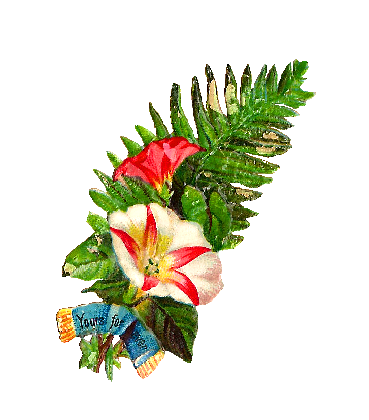 Fern Clipart Lauae Transparent For On