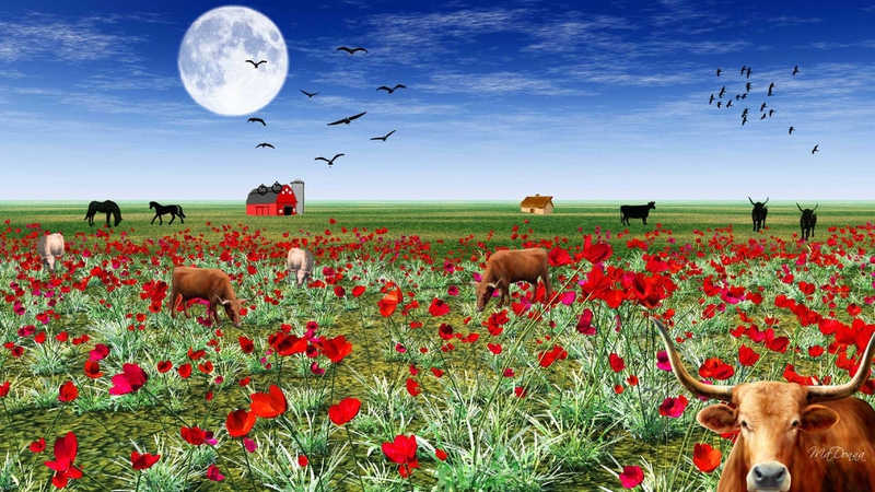 Barn Bull Poppy Field Farm Nature Fields HD Desktop Wallpaper