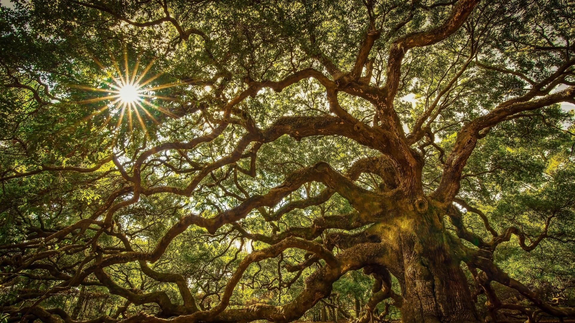 Oak Tree Wallpaper And Background Image