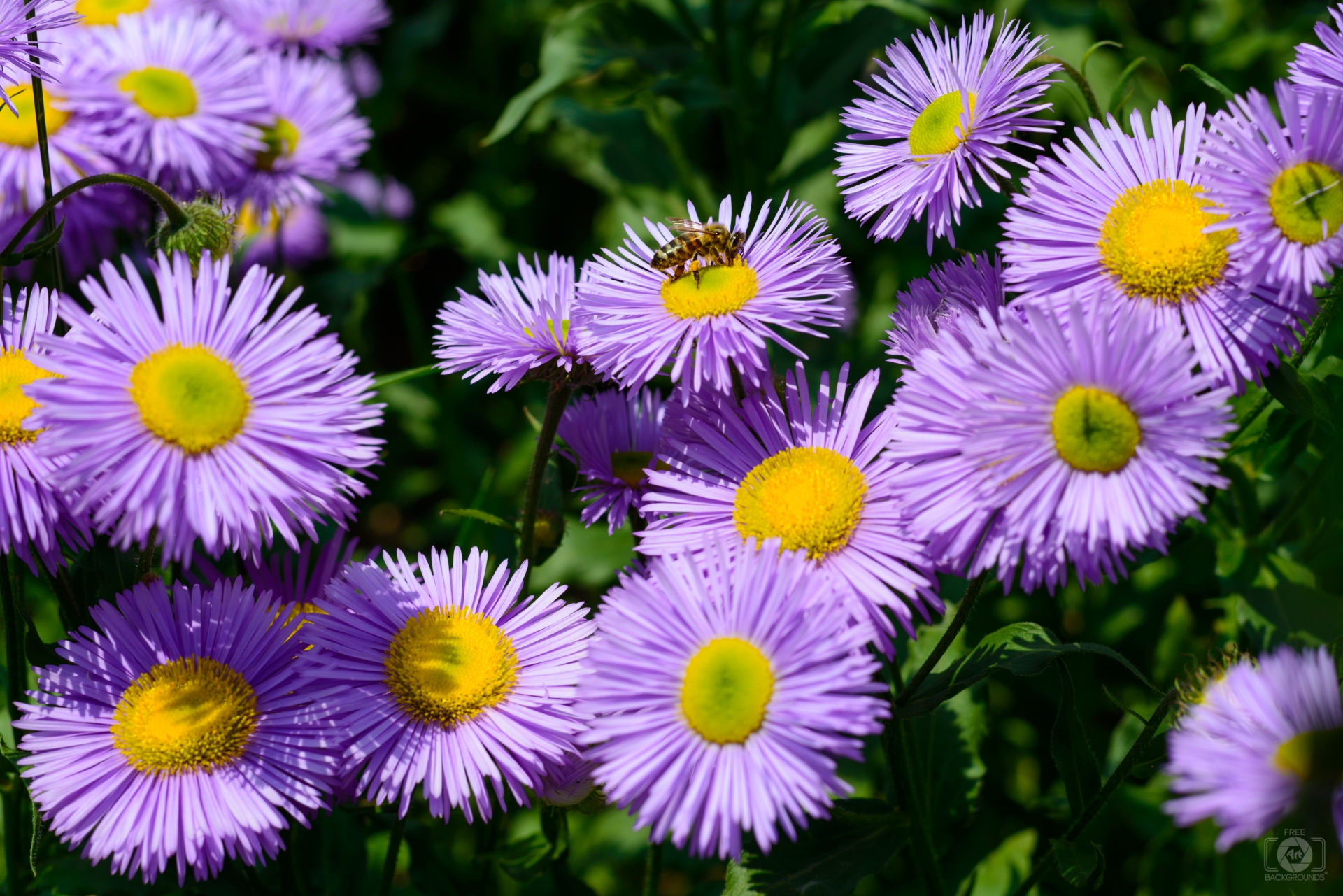 Free download Bee on Purple Aster Flower Background High quality Free