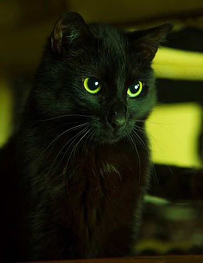 Black cats still bring happiness   Simple Best Club Black cat 710x921