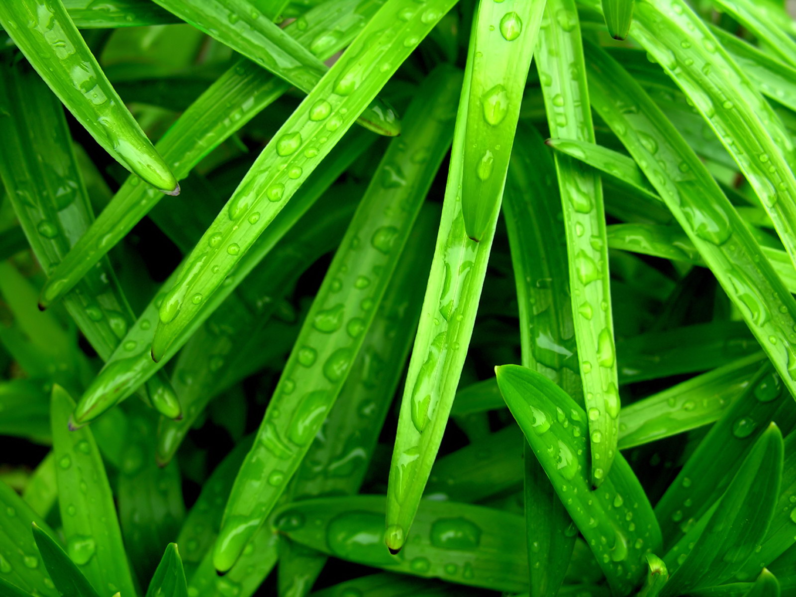 Green Leaf Rain Wallpaper HD High Resolution