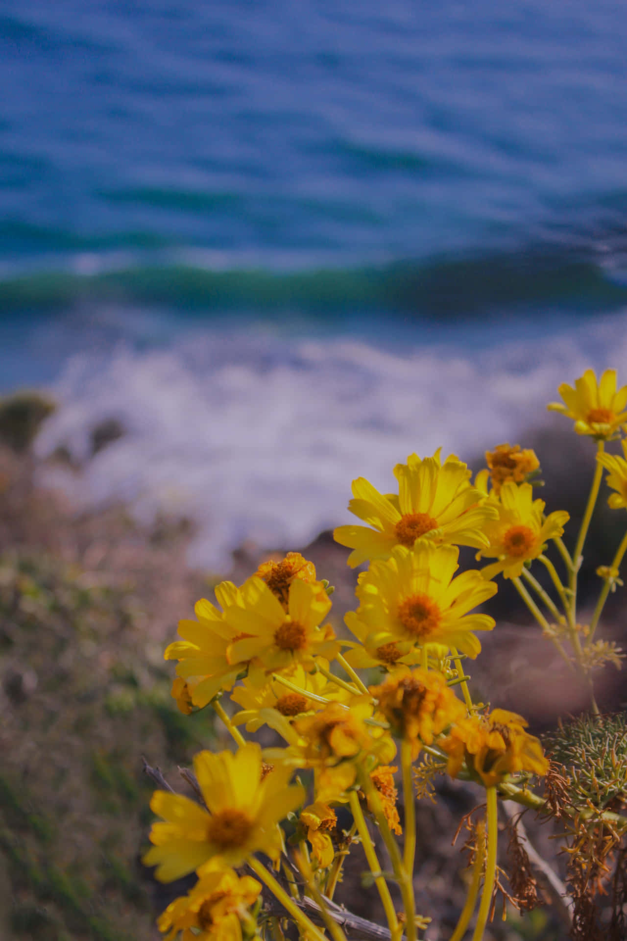 iPhone X Malibu Background With Brittlebush Flower Wallpaper