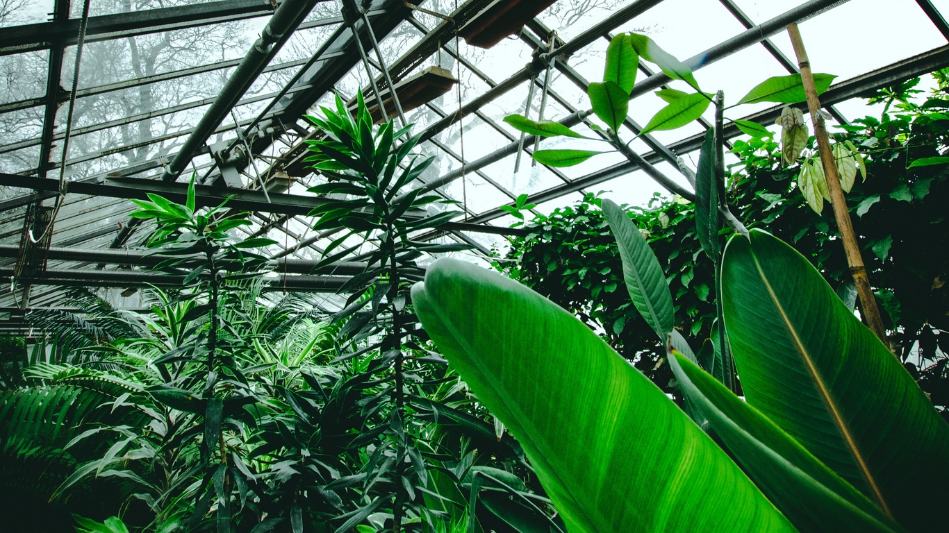 Wallpaper Greenhouse Plants Tropical Leaves