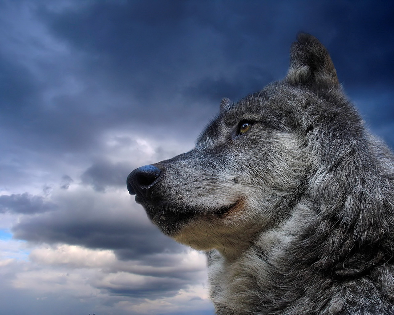 Exclusive Gray Wolf HD Wallpaper For Desktop Background