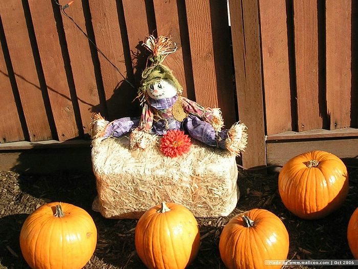 Fall Pumpkin Display Scarecrow Pumpkins Wallpaper Wallcoo