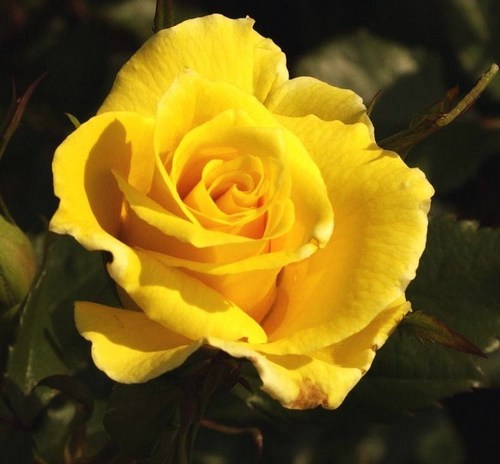 The Yellow Rose Of Texas Wallpaper Image In Roses Club Tagged