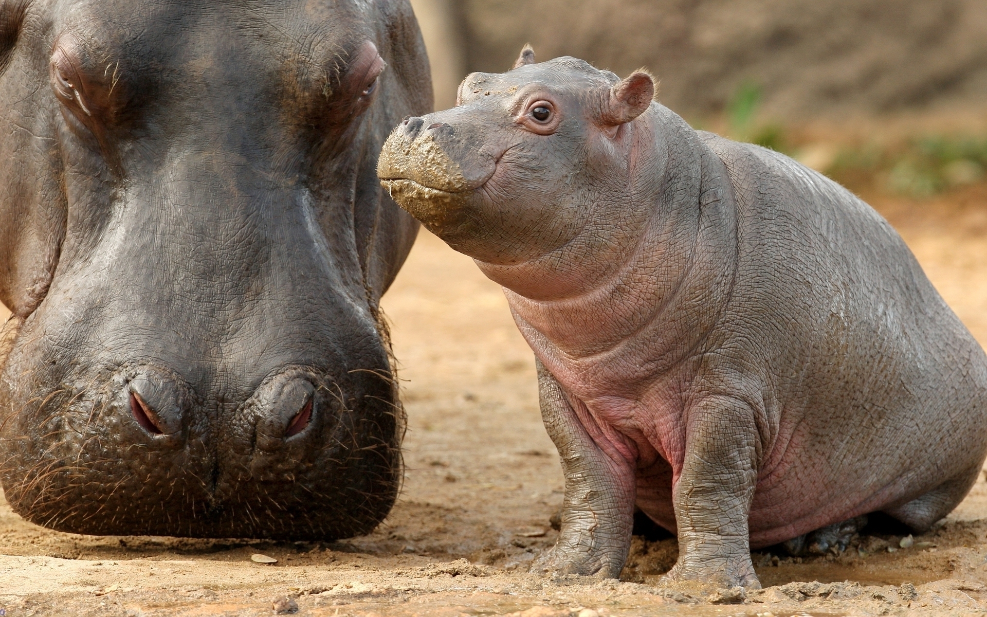 Baby Hippo Wallpaper Animals