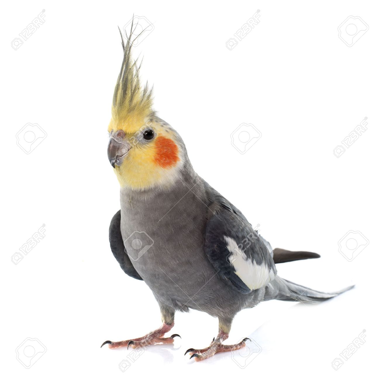 Adult Gray Cockatiel In Front Of White Background Stock Photo