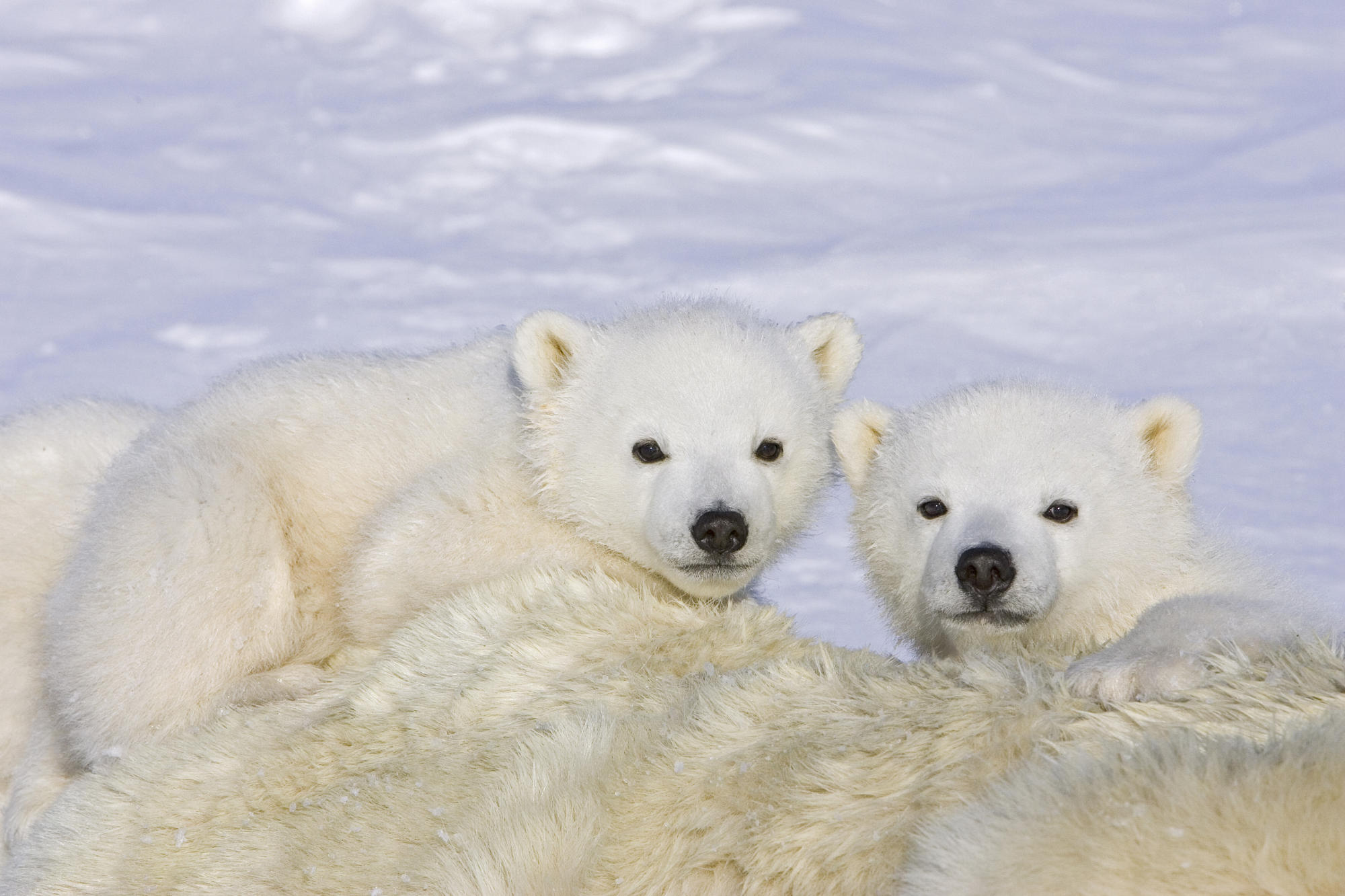 Polar Bear Wallpaper Ursus Maritimus Month Old Triplet Cubs On Top