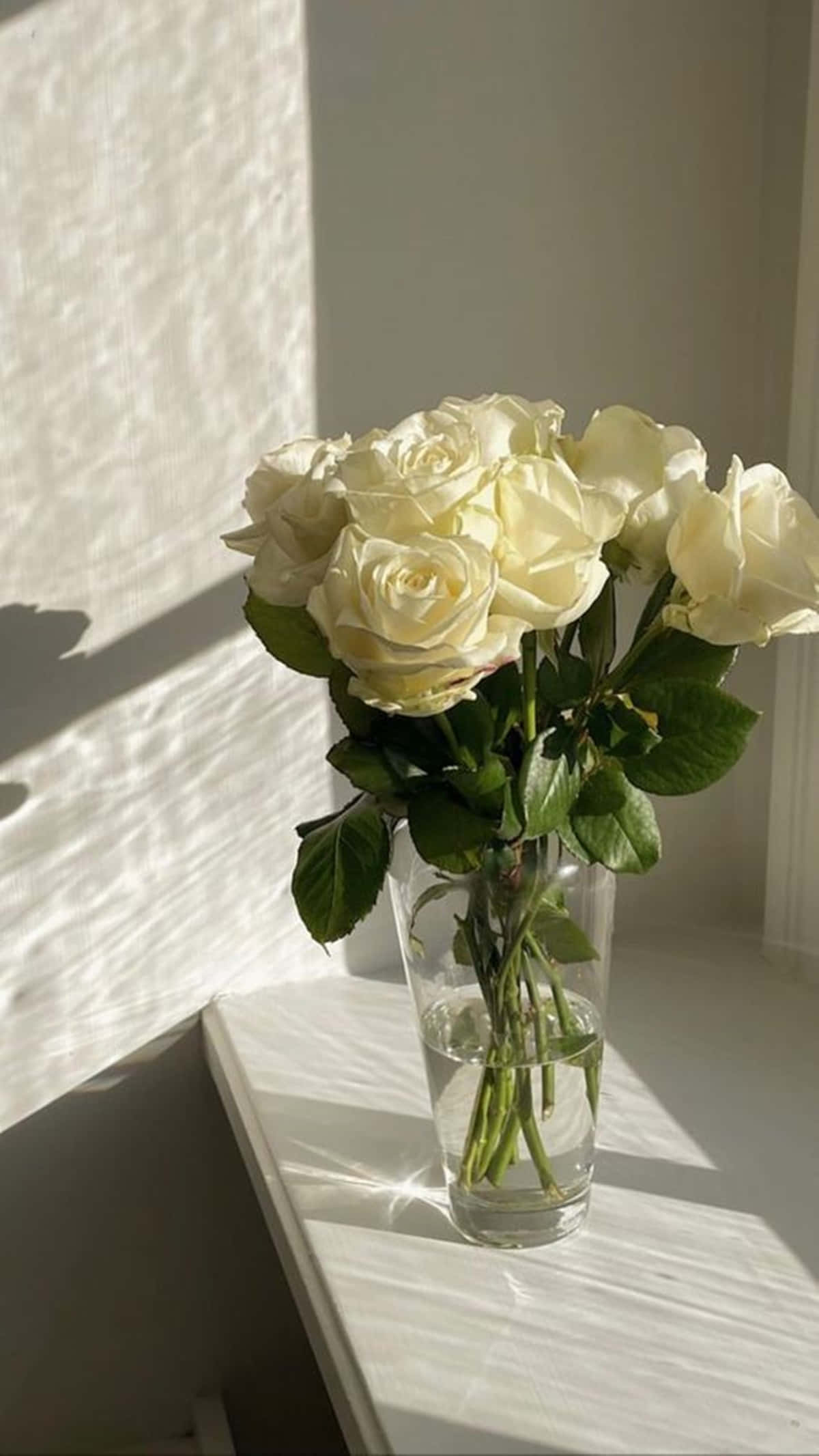 Majestic Aesthetic Of A White Rose Wallpaper