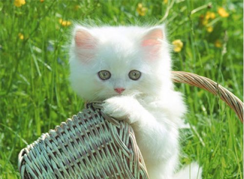 Cute Kittens Wallpaper Enjoy For Your