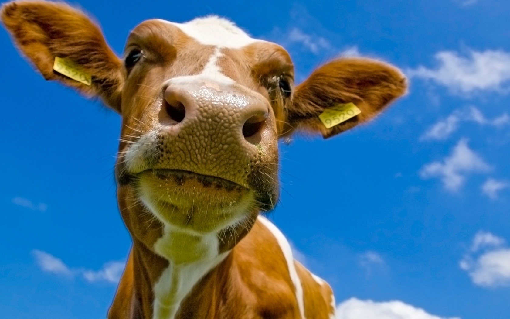 Funny Cow Wallpaper Animal