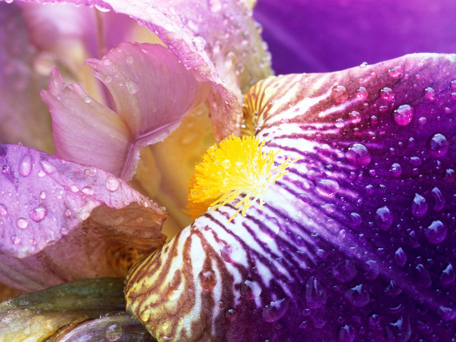 Flowers Wallpaper Irises