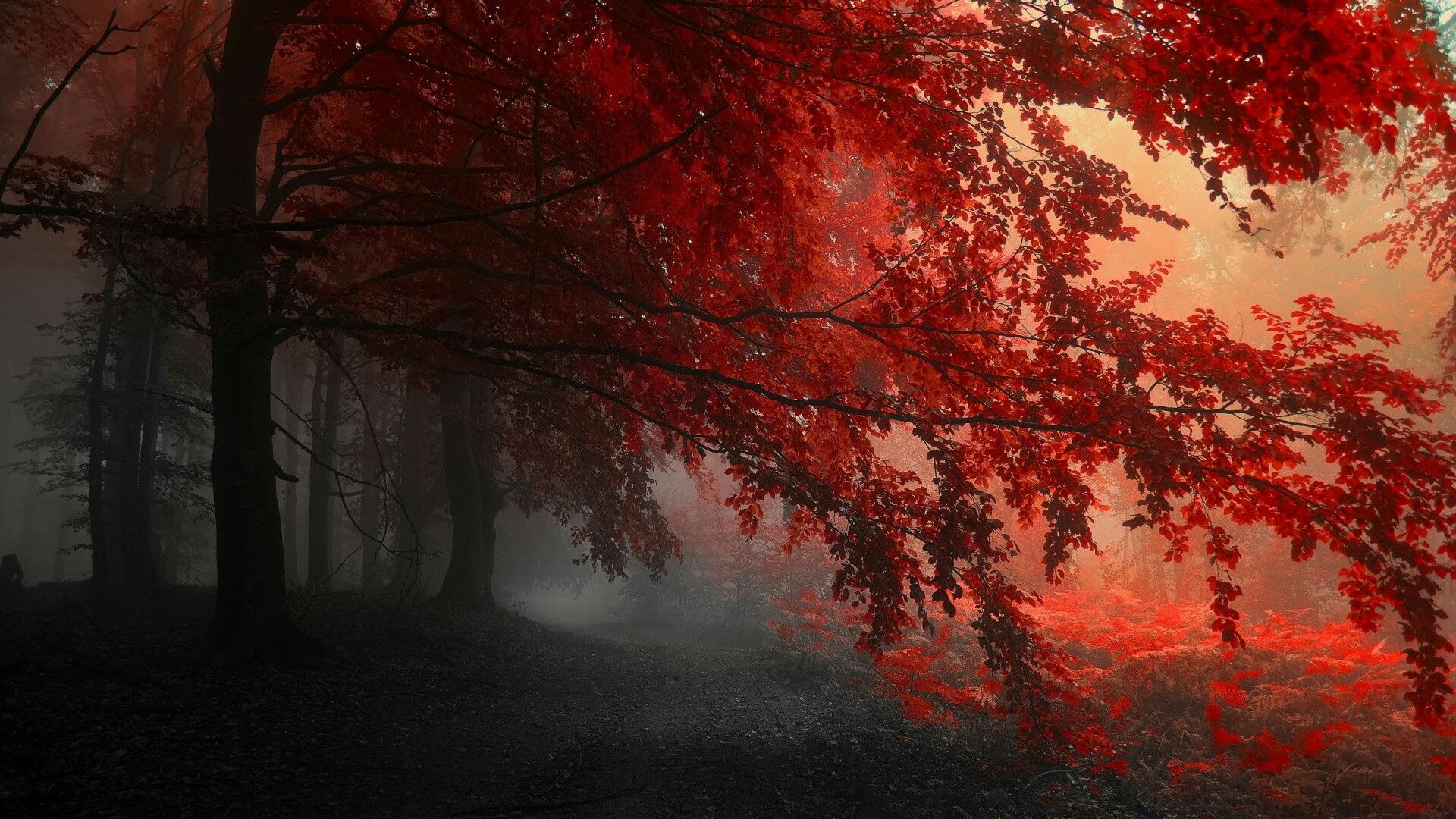 Red Forest Wallpaper