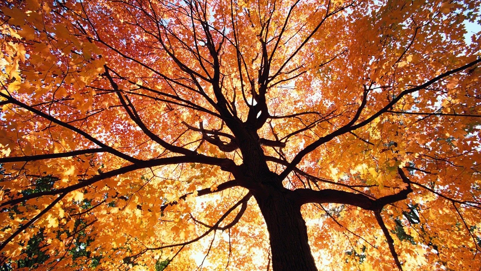 Beautiful Autumn Tree Wallpaper Yellow